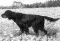 Pedigree NIGER DU BOIS DE RIANCEY Pedigree NIGER DU BOIS DE RIANCEY